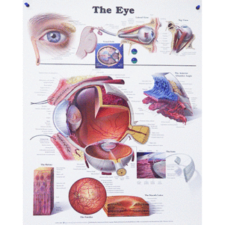 Eye Poster - The Eye