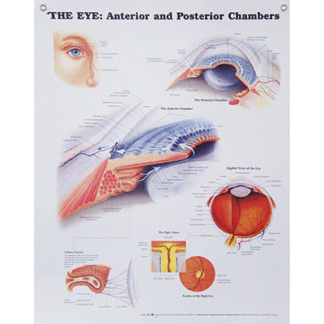 Eye Poster - The Eye: Anterior & Posterior Chambers