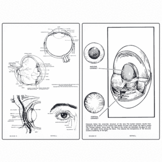 Information Card - Cross Section of Eye & Adnexa